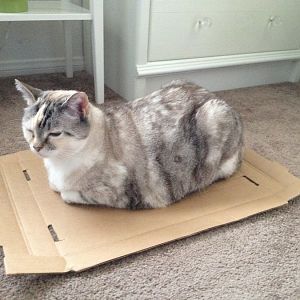 The Classic Cat Trap