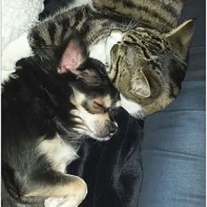 who ever said cats and dogs hate each other??