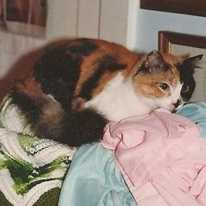 Calico or...?