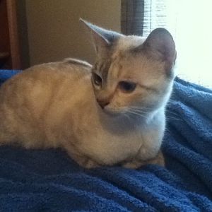 bobtail cat question