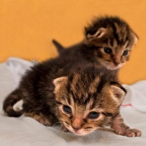 March Picture of the Month - Kittens!