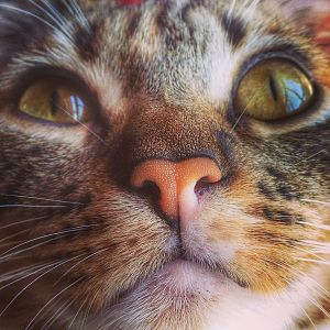 Do your cats have extra whiskers?