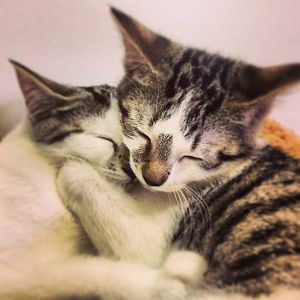 March Picture of the Month - Kittens!