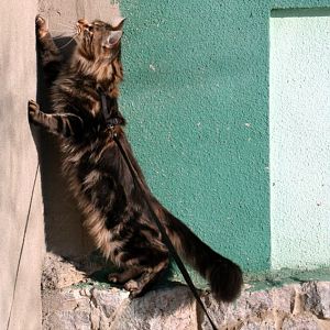 Cat outdoor