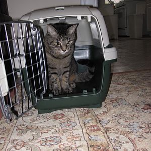 Training my Cookie to not hate her carrier!