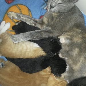 Fostering Pregnant Cats