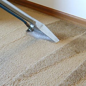 Carpet and pets how to properly clean the carpet?