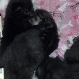 Orphan kittens