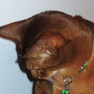 4 Year old male Abyssinian with small bald patches on ears