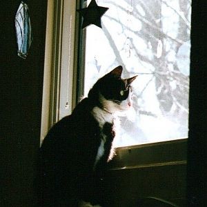Why do cats like to sit in the window?