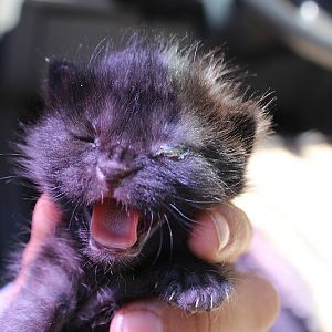 REALLY YOUNG KITTENS NEED HELP!!!!!!!!!!!!