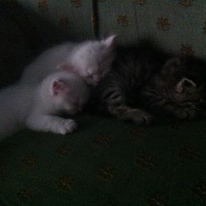One month kittens eat their mother's food