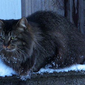 Feral Cat With Matted Fur