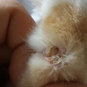 Kitten claw seems to be infected?