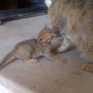 scabies or mange? moma cat aggressive with kittens