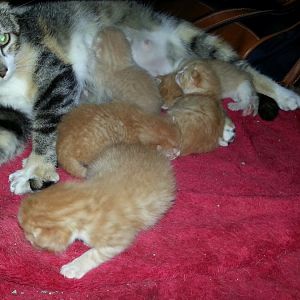 ,New to caring for a very pregnant cat who happens to be semi-feral