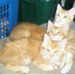 couple pic I found of past cats & kittens
