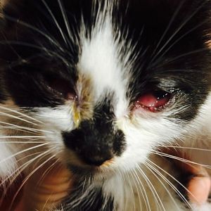 3 week old kitten with ruptured eye/melting ulcer, second opinion?