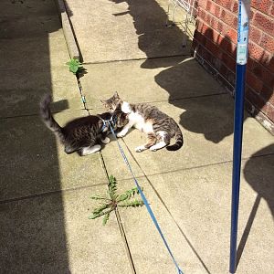 Cats in the Sun