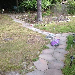 Need advice about swampy area of the back yard