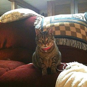 Missing special needs cat, Saint James, Long Island, NY