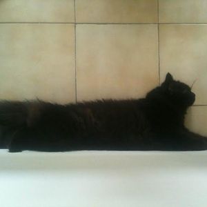 Heat wave + longhair cat = problems!
