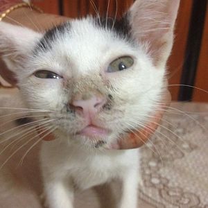 please help - possibly sick kitty over sees