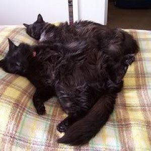 Pictures of Cat Togetherness