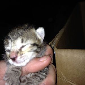Help with kitten