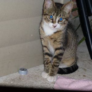 ,New to caring for a very pregnant cat who happens to be semi-feral