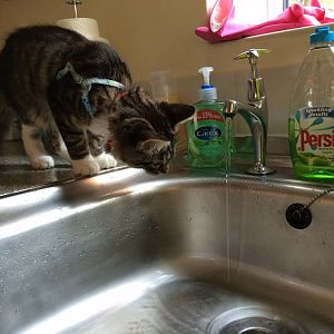 Cats and Water! Picture of the Month - July 2014