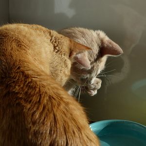 Cats and Water! Picture of the Month - July 2014