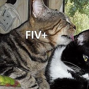 FIV cat and humans