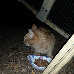 We have to move. Need advice on relocating 6 - 9 feral cats.