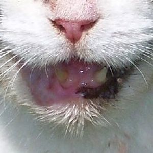 Cat mouth problem after tooth removed - just an infection? Pix