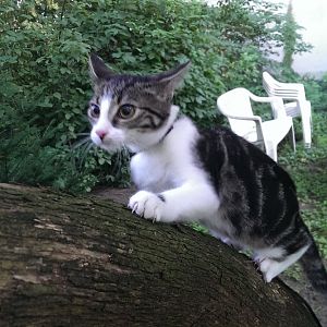 Share your pics of kitties on walkies :)
