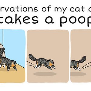 My observations of Khaleesi after she takes a poop in the litter box..