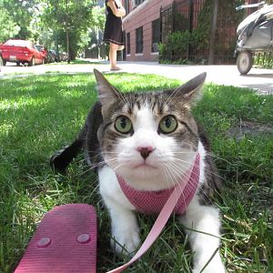 Share your pics of kitties on walkies :)