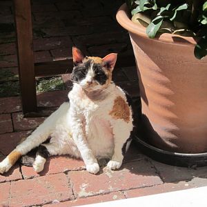 Our beautiful Devon Rex princess Lilly-May Jefferies we miss you so much