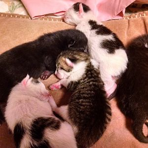 Help sexing newborn kittens?
