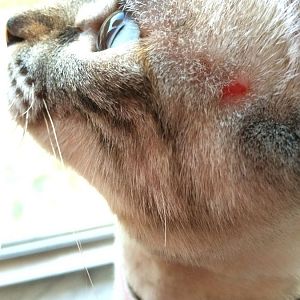 My cat scratched herself until she bled?