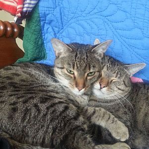 Bengal cat versus tabby