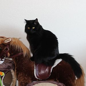 Our Cowgirl Kitty