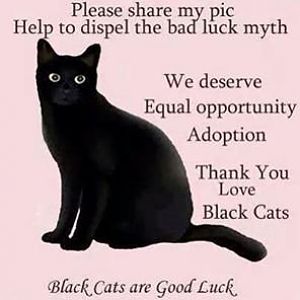 Black cats are good luck!