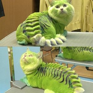 Poor Kitty - Russian Salon Turns Cats into Dragons