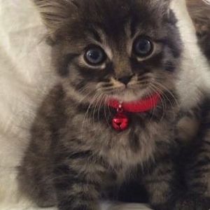 Is this kitten a Maine coon or dmh tabby?