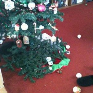 Tell A Story When Your Cat Did Something Naughty