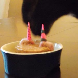 Do you celebrate your cat's birthdays?