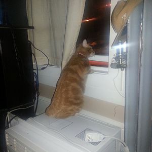 Post a picture of your cat looking out the window