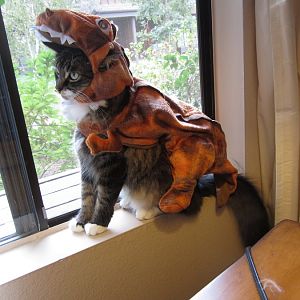Cat Abuse!!!!  aka Halloween Costumes